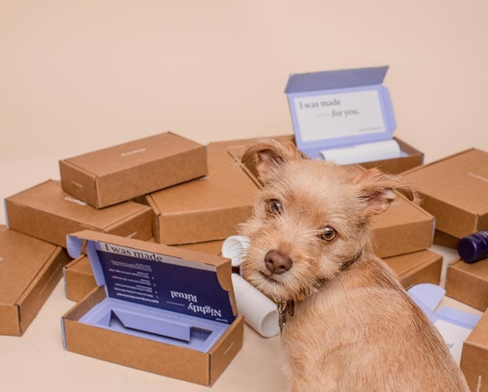 Cute dog with boxes