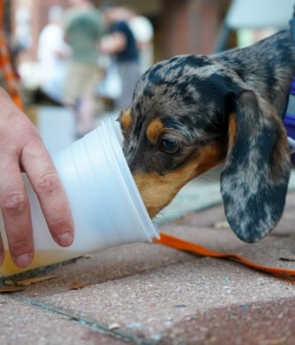 Dog drinking in a cup