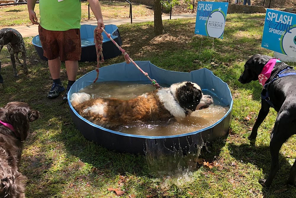 Dog soaking wet