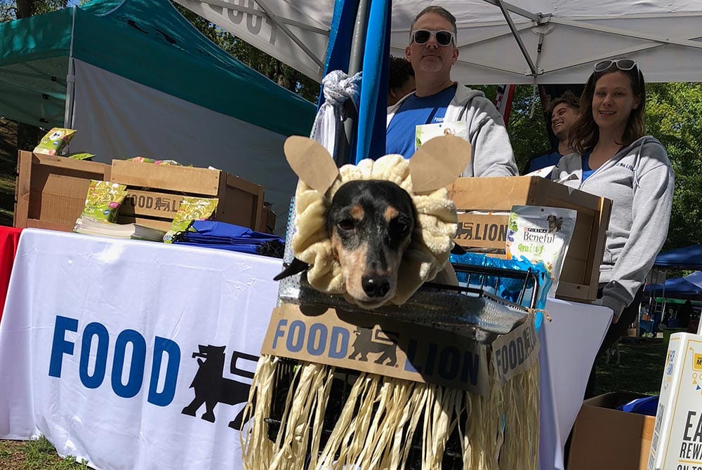 Dog with a sun headband